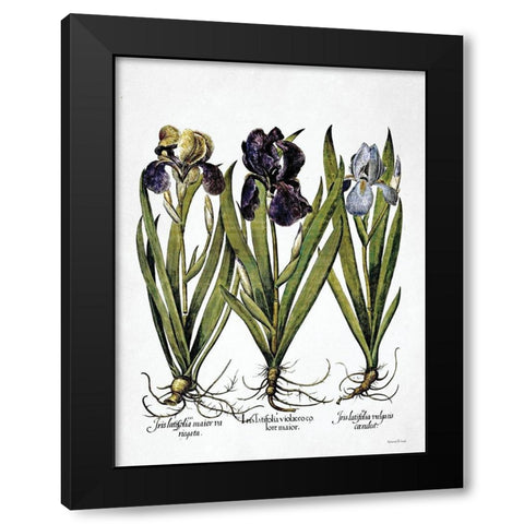 Iris Botanical I Black Modern Wood Framed Art Print with Double Matting by Lettered And Lined