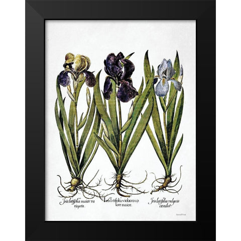 Iris Botanical I Black Modern Wood Framed Art Print by Lettered And Lined