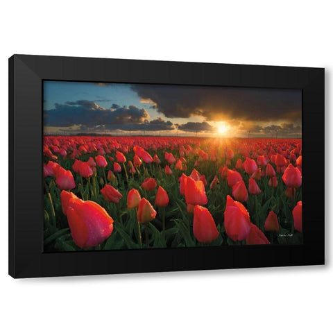 Tulips at Sunset Black Modern Wood Framed Art Print by Podt, Martin