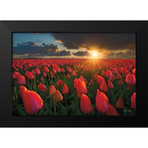 Tulips at Sunset Black Modern Wood Framed Art Print by Podt, Martin