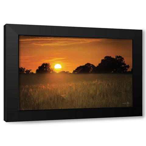 Fields of Gold Black Modern Wood Framed Art Print by Podt, Martin