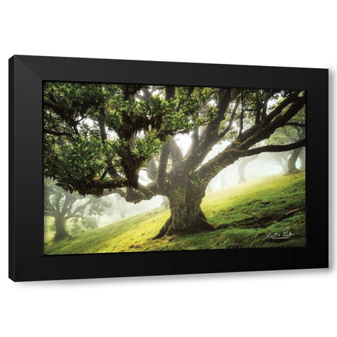 King of the Forest     Black Modern Wood Framed Art Print with Double Matting by Podt, Martin