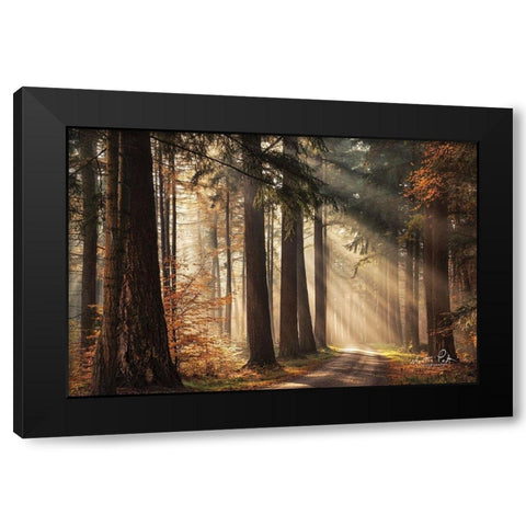 Fresh Autumn Light Black Modern Wood Framed Art Print by Podt, Martin