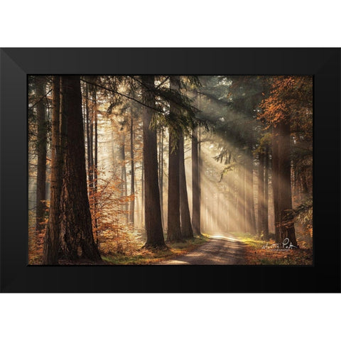Fresh Autumn Light Black Modern Wood Framed Art Print by Podt, Martin