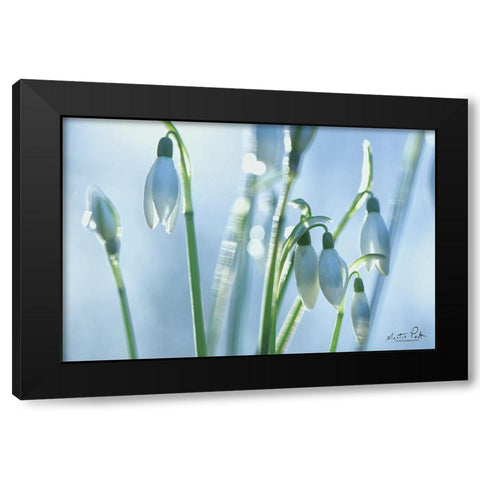 Couple of Snowdrops  Black Modern Wood Framed Art Print by Podt, Martin