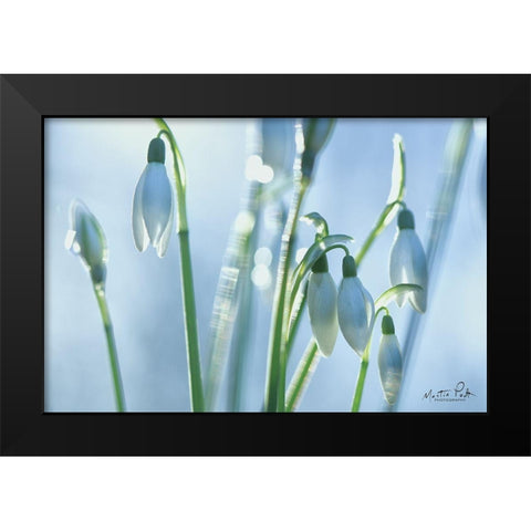 Couple of Snowdrops  Black Modern Wood Framed Art Print by Podt, Martin