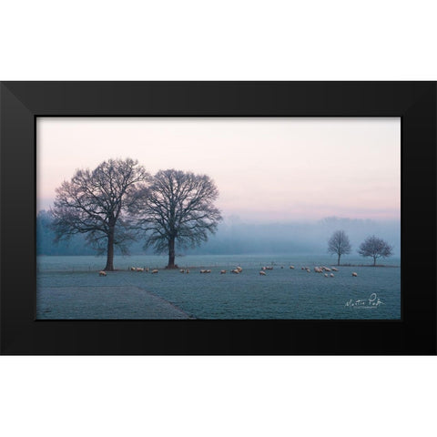 Sheep on a Cold Morning Black Modern Wood Framed Art Print by Podt, Martin