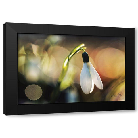 Snowdrops III Black Modern Wood Framed Art Print with Double Matting by Podt, Martin