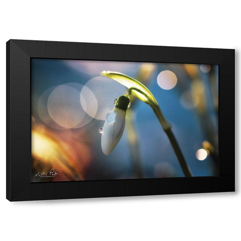 Snowdrops IV Black Modern Wood Framed Art Print by Podt, Martin