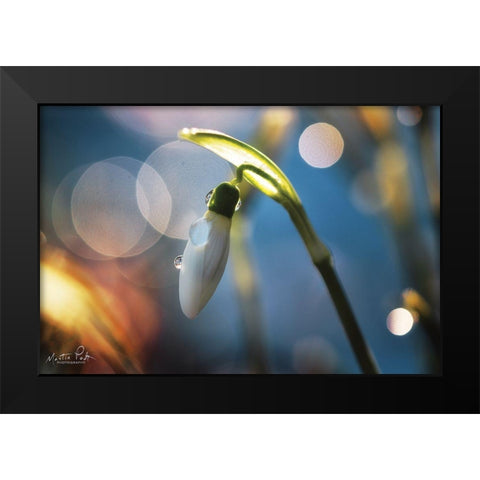 Snowdrops IV Black Modern Wood Framed Art Print by Podt, Martin