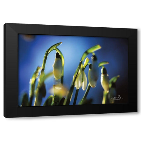 Snowdrops V Black Modern Wood Framed Art Print with Double Matting by Podt, Martin