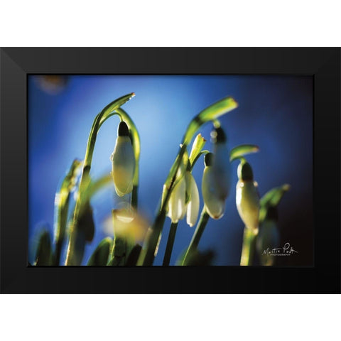 Snowdrops V Black Modern Wood Framed Art Print by Podt, Martin