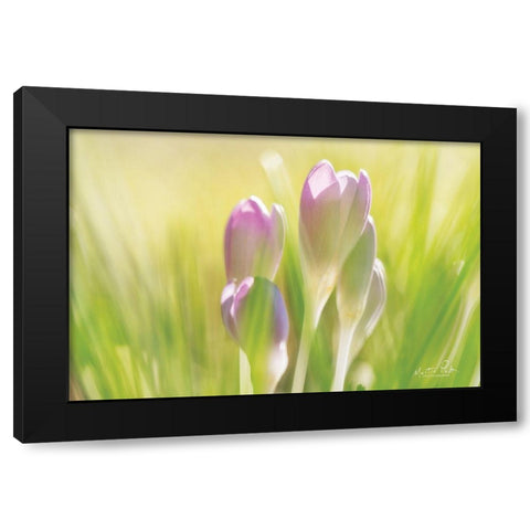 Soft Crocus Black Modern Wood Framed Art Print by Podt, Martin