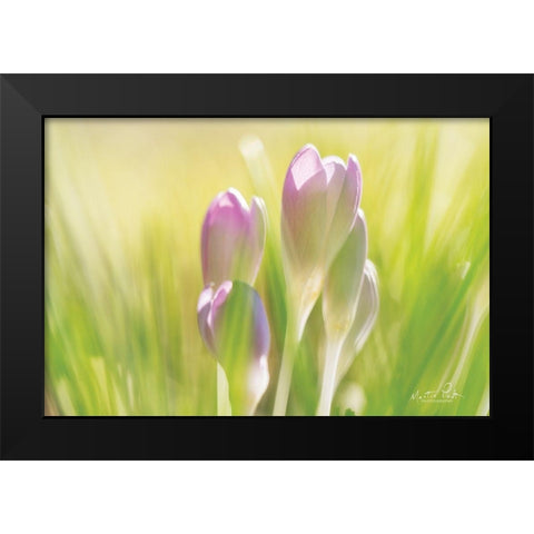 Soft Crocus Black Modern Wood Framed Art Print by Podt, Martin
