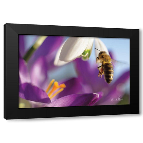 Bee I Black Modern Wood Framed Art Print with Double Matting by Podt, Martin