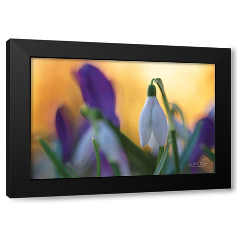 Snowdrop at Sunset Black Modern Wood Framed Art Print by Podt, Martin