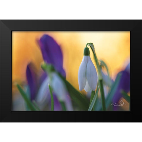 Snowdrop at Sunset Black Modern Wood Framed Art Print by Podt, Martin