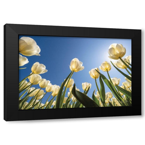 Look Up in White      Black Modern Wood Framed Art Print with Double Matting by Podt, Martin