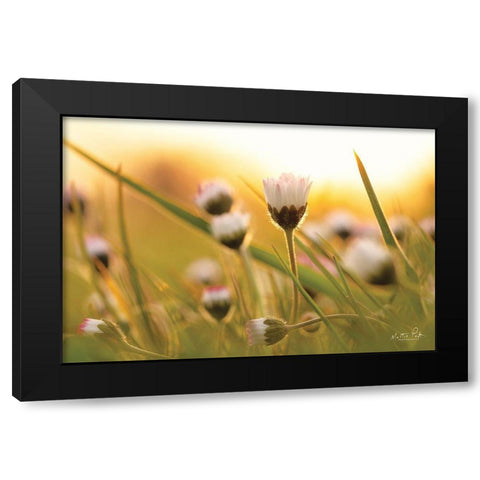 Daisy at Sunset     Black Modern Wood Framed Art Print by Podt, Martin