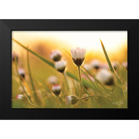 Daisy at Sunset     Black Modern Wood Framed Art Print by Podt, Martin