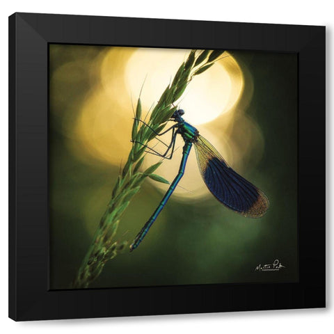 Damselfly in Backlight Black Modern Wood Framed Art Print with Double Matting by Podt, Martin