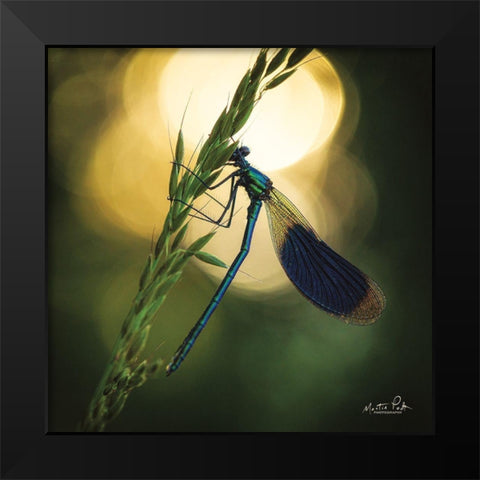 Damselfly in Backlight Black Modern Wood Framed Art Print by Podt, Martin