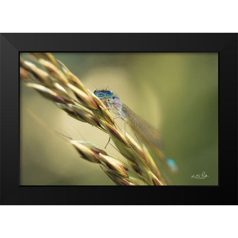 Damselfly Black Modern Wood Framed Art Print by Podt, Martin