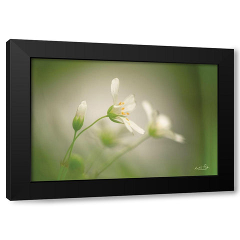 Stellaria Black Modern Wood Framed Art Print with Double Matting by Podt, Martin