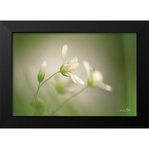 Stellaria Black Modern Wood Framed Art Print by Podt, Martin