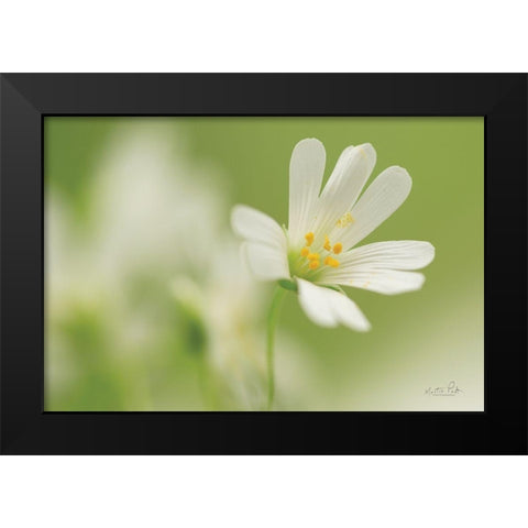 Stellaria Holostea Black Modern Wood Framed Art Print by Podt, Martin
