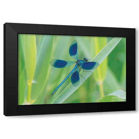 Damselfly in Blue Black Modern Wood Framed Art Print by Podt, Martin
