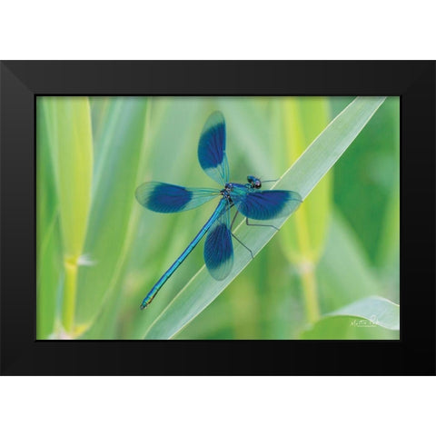 Damselfly in Blue Black Modern Wood Framed Art Print by Podt, Martin
