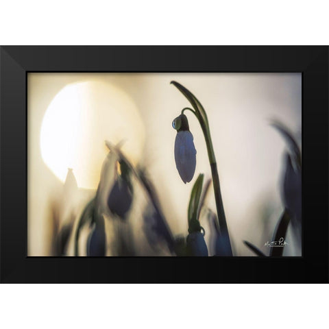 Backlit Snowdrop Black Modern Wood Framed Art Print by Podt, Martin