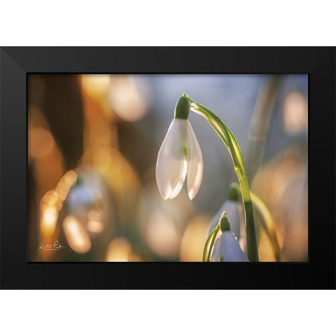 Shining Beauty Black Modern Wood Framed Art Print by Podt, Martin