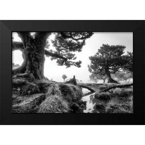 Black and White Fanal Black Modern Wood Framed Art Print by Podt, Martin