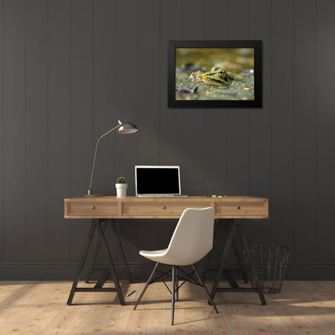 Frog Black Modern Wood Framed Art Print by Podt, Martin