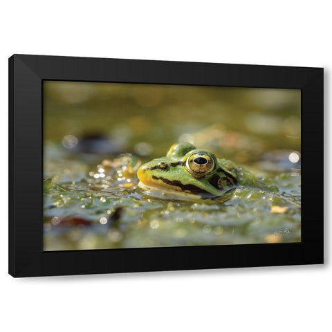 Frog Black Modern Wood Framed Art Print with Double Matting by Podt, Martin