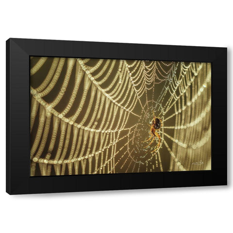 The Spider and Her Jewels Black Modern Wood Framed Art Print with Double Matting by Podt, Martin