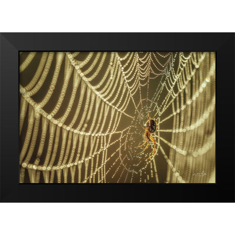 The Spider and Her Jewels Black Modern Wood Framed Art Print by Podt, Martin