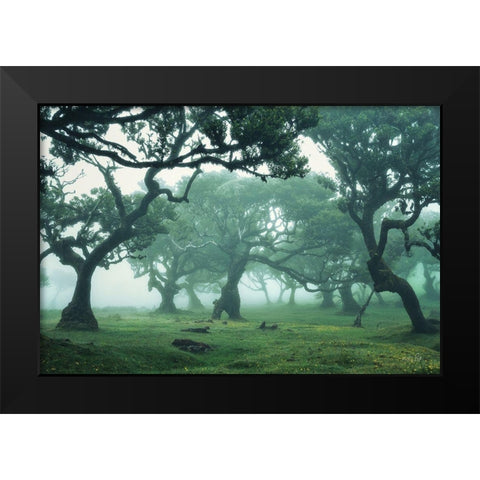 Enchanted Forest II Black Modern Wood Framed Art Print by Podt, Martin