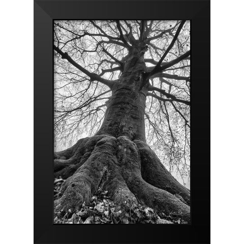 The Giant I Black Modern Wood Framed Art Print by Podt, Martin