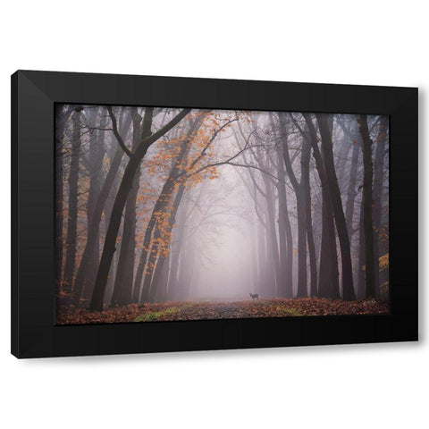 Deer in the Fog Black Modern Wood Framed Art Print with Double Matting by Podt, Martin