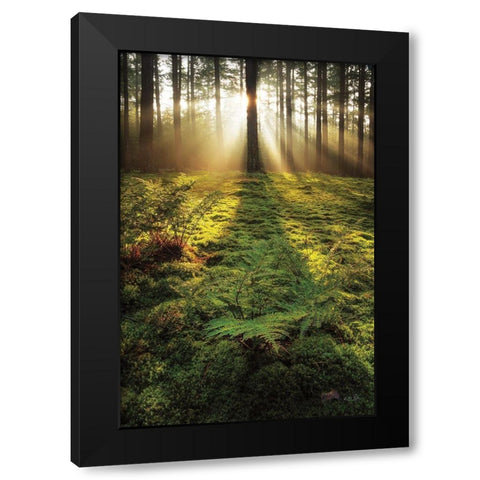 Ferns in the Morning Light Black Modern Wood Framed Art Print with Double Matting by Podt, Martin