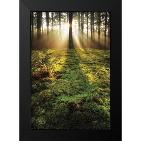 Ferns in the Morning Light Black Modern Wood Framed Art Print by Podt, Martin