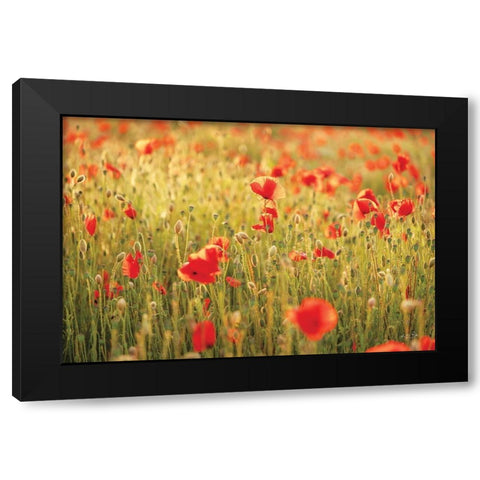 Poppy Field I Black Modern Wood Framed Art Print with Double Matting by Podt, Martin
