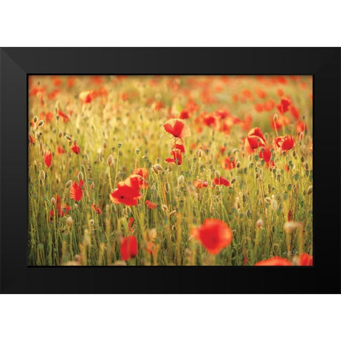 Poppy Field I Black Modern Wood Framed Art Print by Podt, Martin