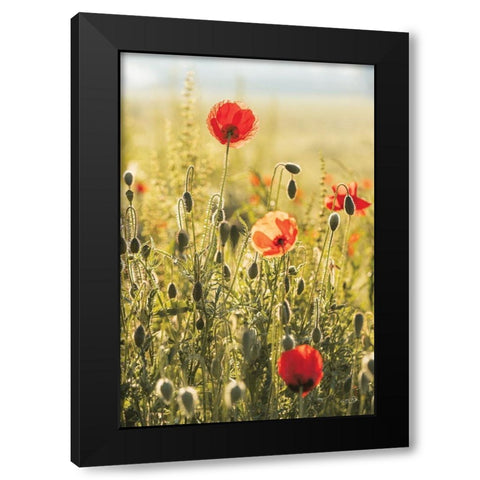 Poppy Field II Black Modern Wood Framed Art Print with Double Matting by Podt, Martin