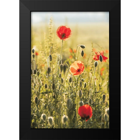Poppy Field II Black Modern Wood Framed Art Print by Podt, Martin