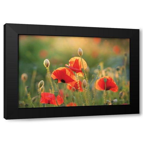 Poppy Field III Black Modern Wood Framed Art Print by Podt, Martin