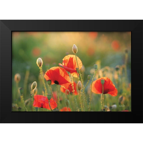 Poppy Field III Black Modern Wood Framed Art Print by Podt, Martin